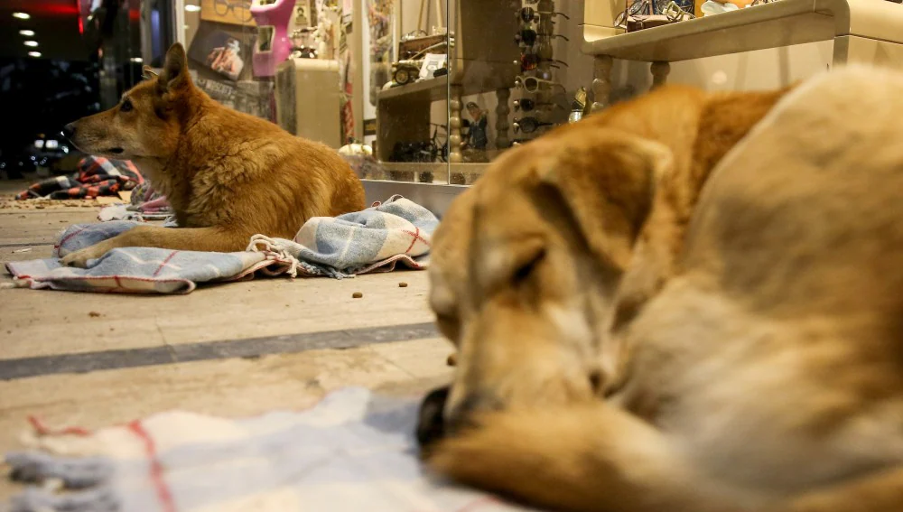 Un centro comercial de Estambul acoge a perros callejeros para resguardarlos de las heladas