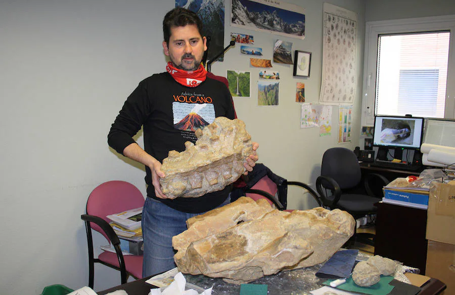 Encuentran fósiles de ballenas y leones marinos