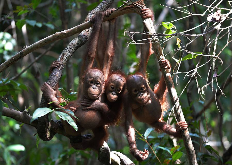 Los bellos huérfanos de la selva