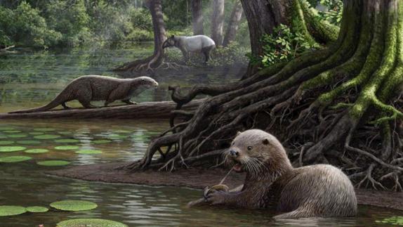 Recreación de la nutria prehistórica gigante.