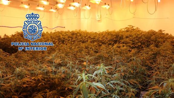Encuentran 395 plantas de cannabis en una casa de Gójar