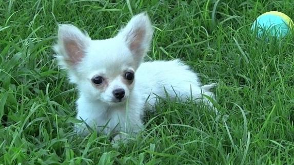 Cachorro de chihuahua.
