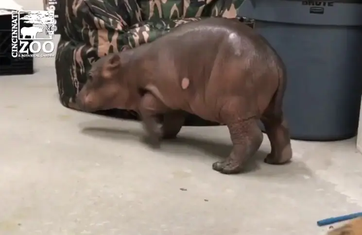 Este bebé hipopótamo enternece a la Red con sus tímidos primeros pasos