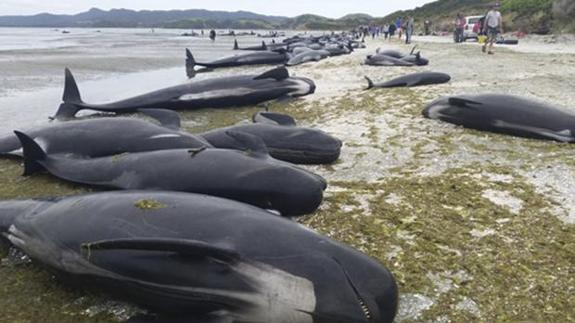 Las 300 ballenas muertas en Nueva Zelanda podrían explotar en cualquier momento