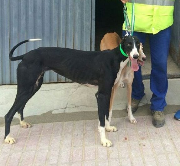 Chula en una imagen tomada días antes del robo.