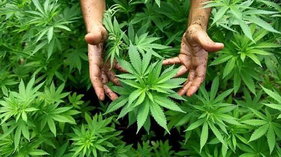 Australia legaliza la venta de marihuana con fines terapéuticos y medicinales