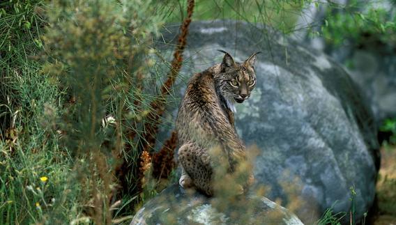 La intervención del proyecto Iberlince permite salvar la vida de un ejemplar malherido tras una pelea en Jaén