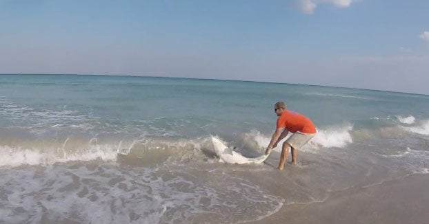 Saca a un tiburón del agua para desenredarlo y quitarle un anzuelo