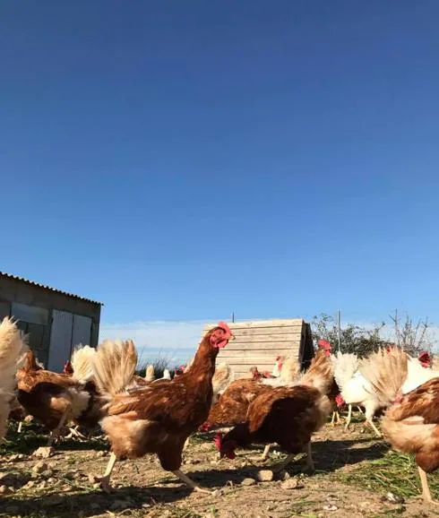 Una granja española te deja apadrinar gallinas por 10 euros al mes y recibir sus huevos frescos