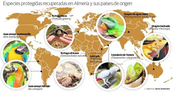 Así se lucha contra el tráfico de especies protegidas en Almería