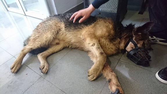 Nuevo ataque en la perrera municipal de Jaén