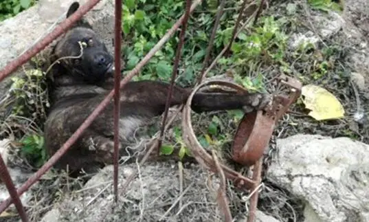 Coloca cepos ilegales y deja un perro gravemente herido