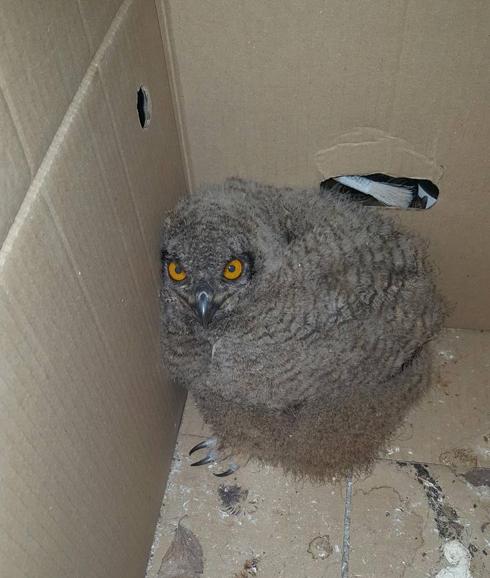 Curioso rescate de un pollo de Búho Real en Jabalquinto