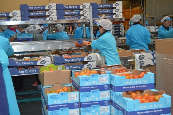 Trabajadoras del manipulado preparan los pedidos de tomate en cajas de cartón. 