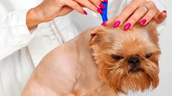 Los mejores tipos de antiparasitarios para perros que debes conocer