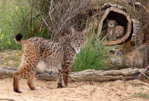 Una hembra lince con sus cachorros en el centro de cría de El Acebuche, en Doñana. :: afp