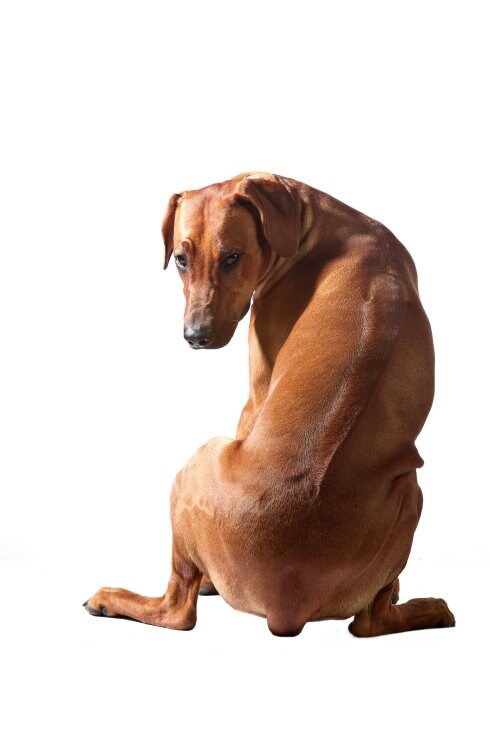 Bienestar animal. Amputaciones como la que muestra este perro serán erradicadas.