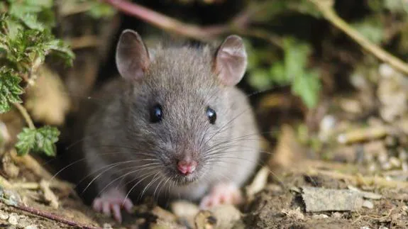 Contenedores para pan duro: la nueva estrategia para detener las plagas de ratas