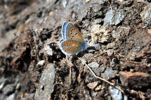 Es posible observar machos de P. golgus, con las alas de color azul, en las rocas de pizarra próximas a borreguiles y a poblaciones de vulneraria.