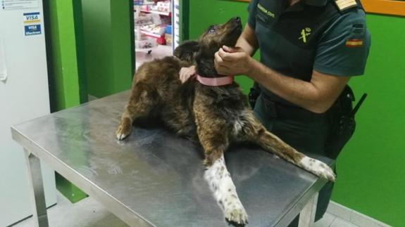 Un Guardia Civil adopta a la perra maltratada que fue rescatada