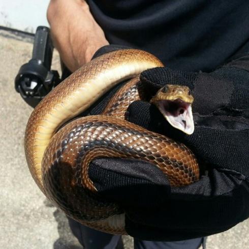Capturan a una serpiente en el patio de una vivienda