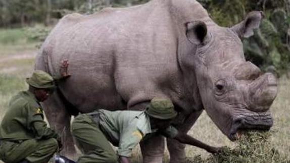 Un rinoceronte mata a un científico que trabajaba en la conservación de este animal
