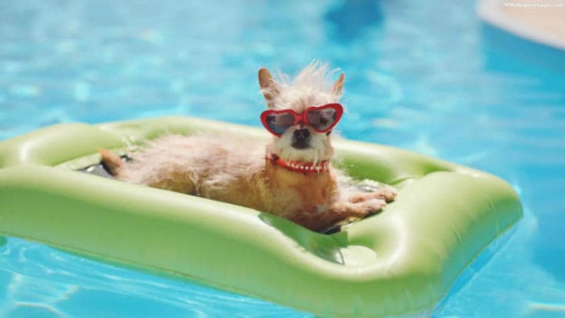 ▷Construcción de piscinas para perros ➡ piscinas para perros