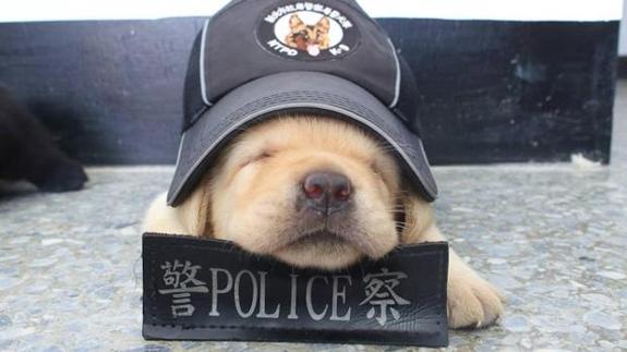 El entrañable cachorro que capturará a los delincuentes en Taiwán