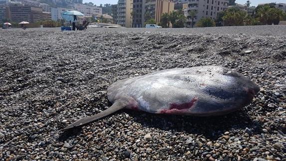 Hallan un pez luna de unos 70 kilos en playa de Velilla de Almuñécar