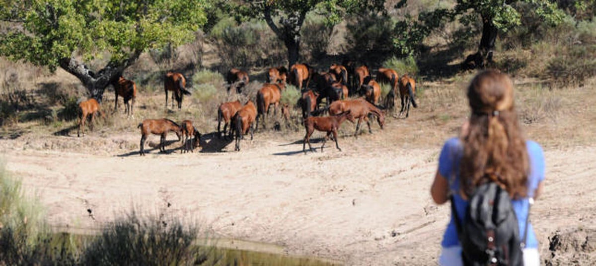 Los caballos 'Retuerta' 'reviven' en Campanarios de Azaba