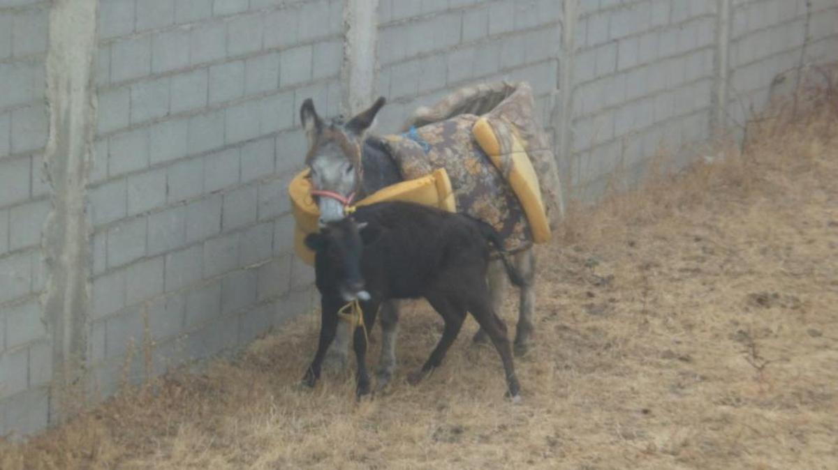 'Platero', el burro que atemoriza al lobo