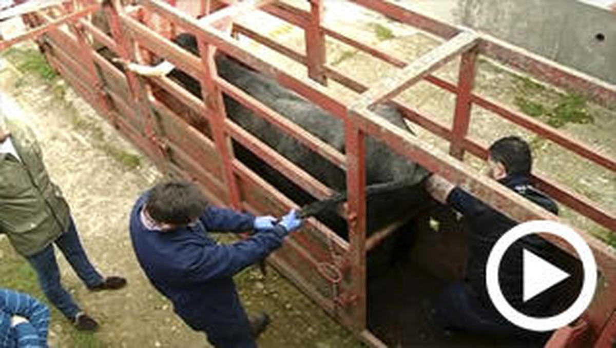 Salamanca desarrolla un proyecto pionero de inseminación en vacas moruchas
