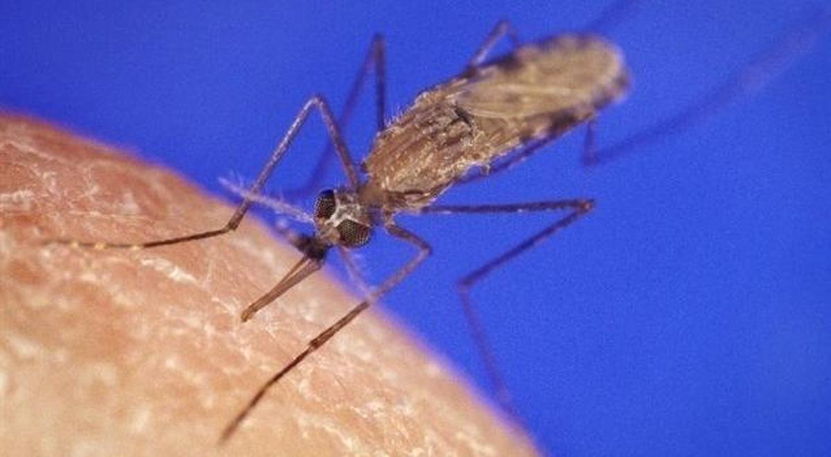 Un fármaco creado a partir del parásito de la malaria podría funcionar para tratar el cáncer de vejiga