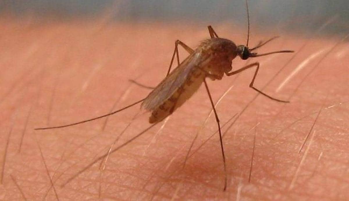 Los calcetines, la clave de por qué los mosquitos pican más a unas personas que a otras