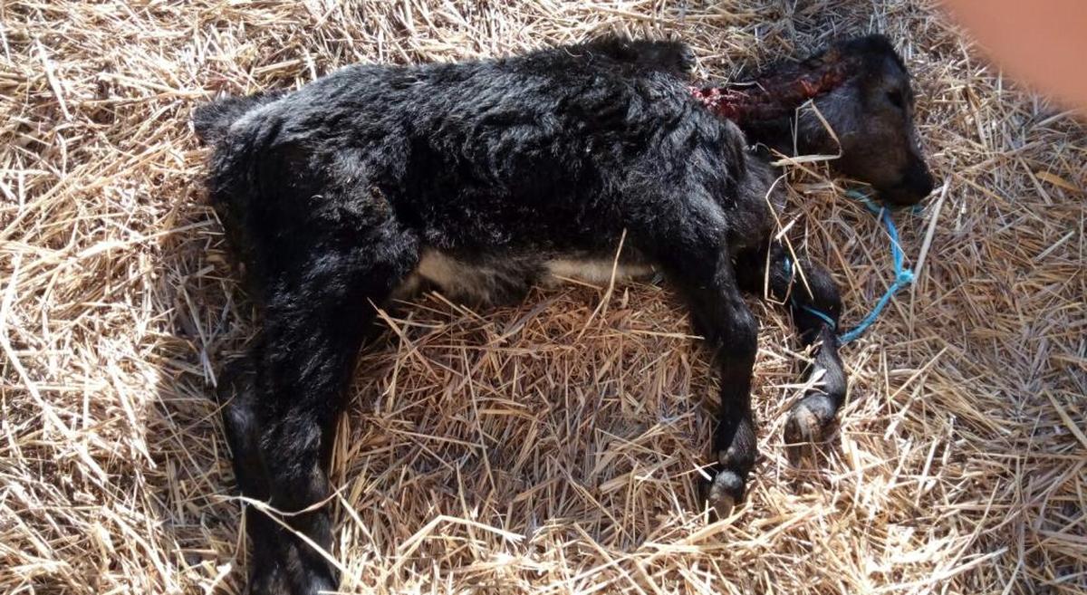 El lobo amplía su radio de acción: mata 11 ovejas en Sardón de los Frailes y un ternero en Sanchón de la Sagrada