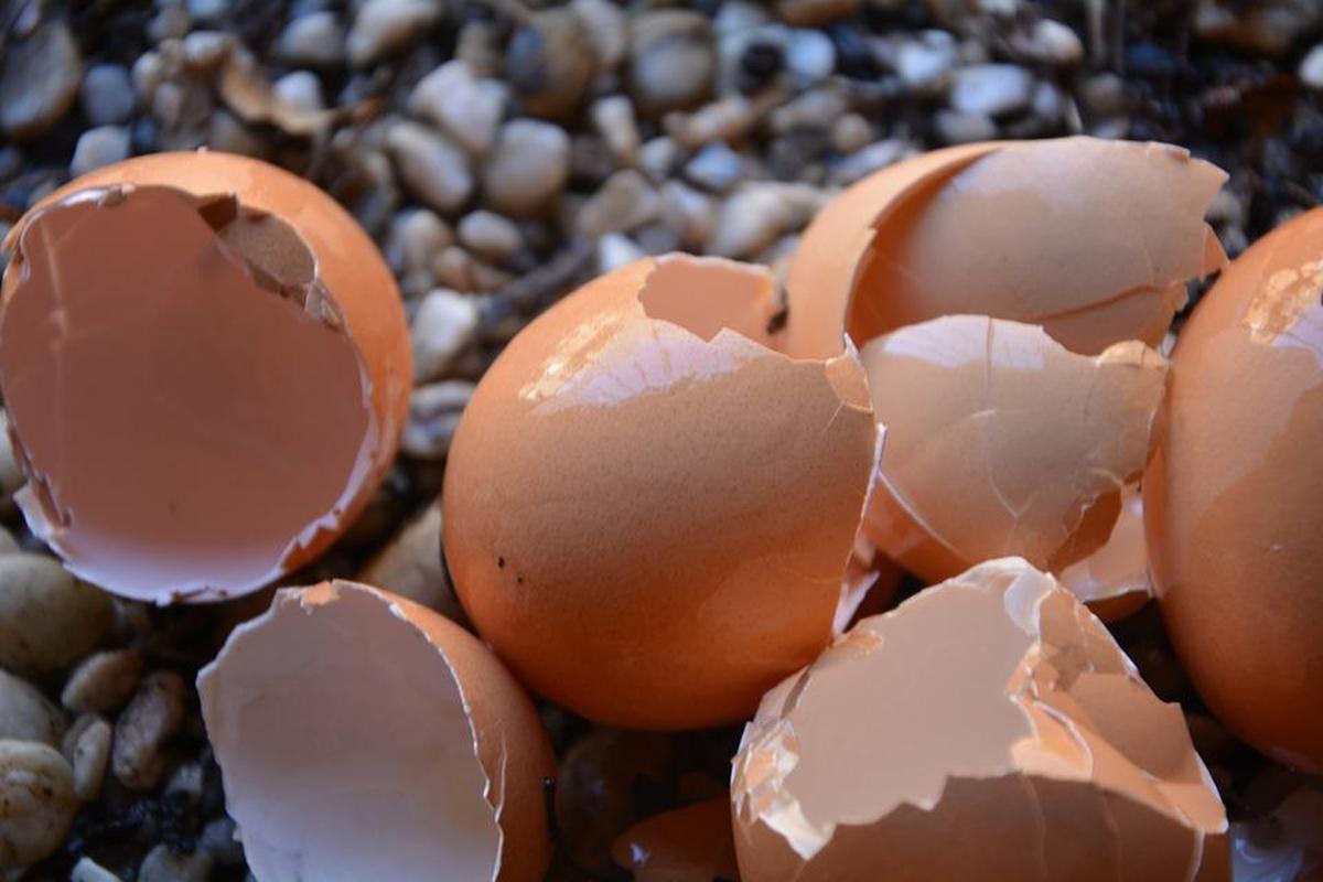 Ocho Usos Sorprendentes De La Cáscara De Huevo La Gaceta De Salamanca