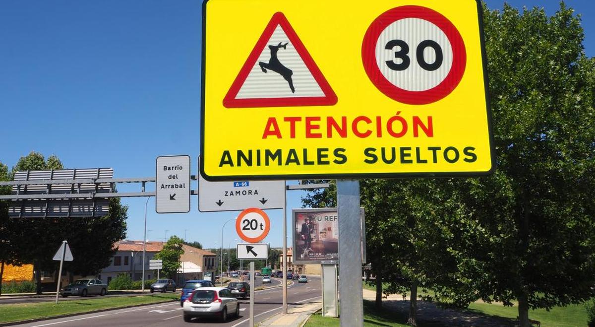 Tres calles de la ciudad estrenan limitación a 30km/h por jabalíes sueltos