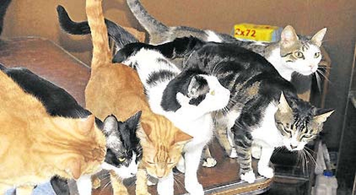 Las protectoras de animales, contra las medidas de ayuntamientos que prohíben dar de comer a los gatos callejeros