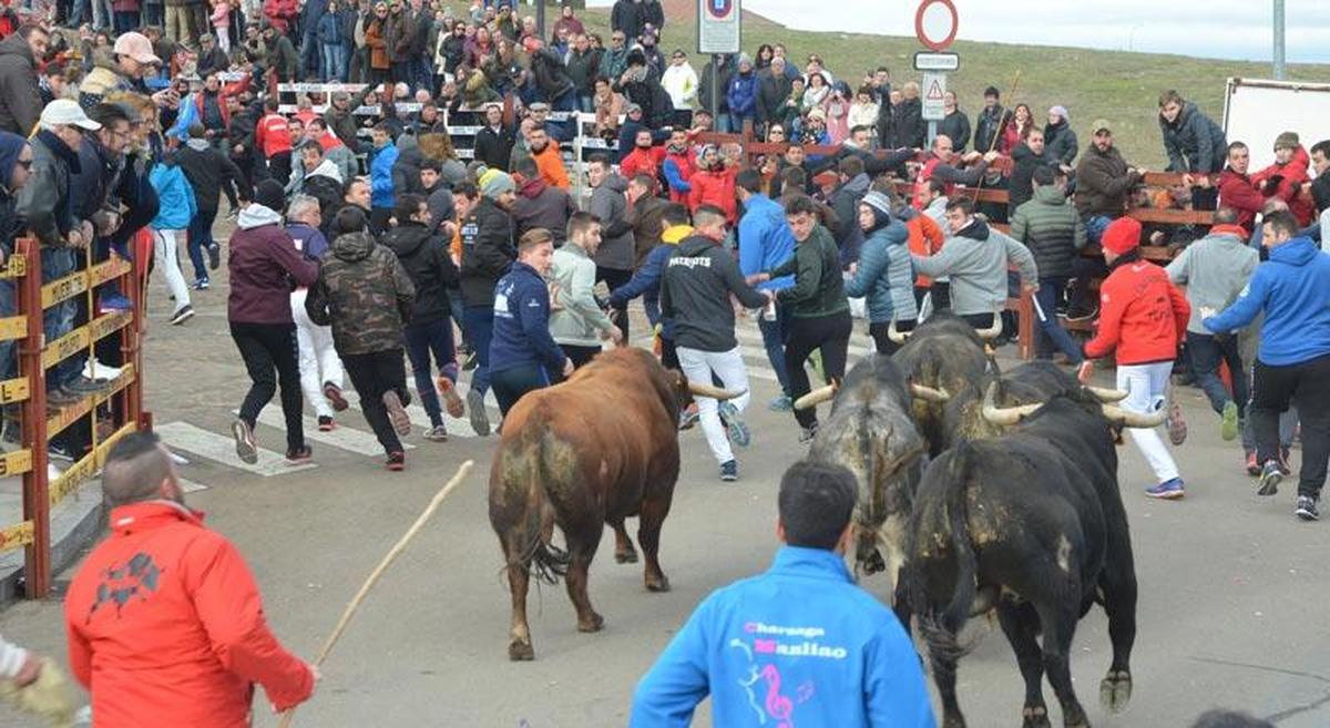 Protagonismo salmantino en las ganaderías del Carnaval del Toro 2019