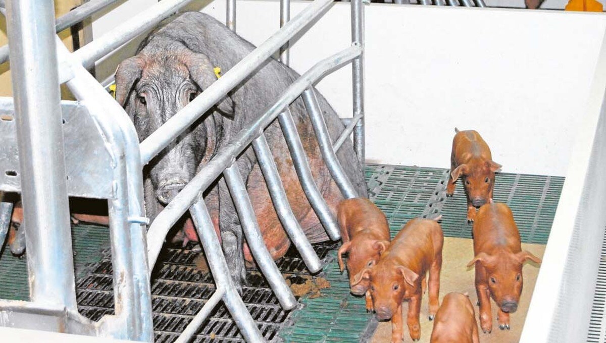 Las macrogranjas dominan ya el mercado del porcino ibérico