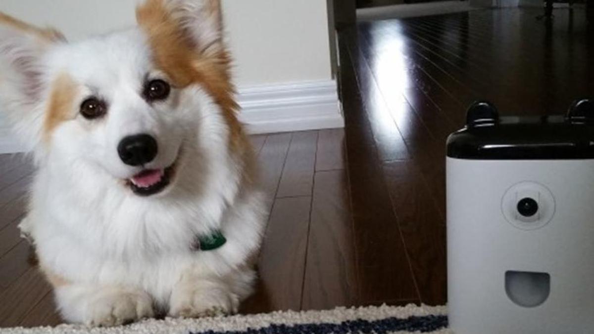 PetBot, la primera cámara de 'selfies' para tu perro o gato