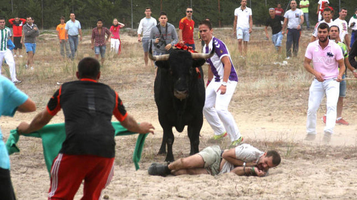 La Junta prohíbe matar reses de lidia en espectáculos populares como el Toro de la Vega