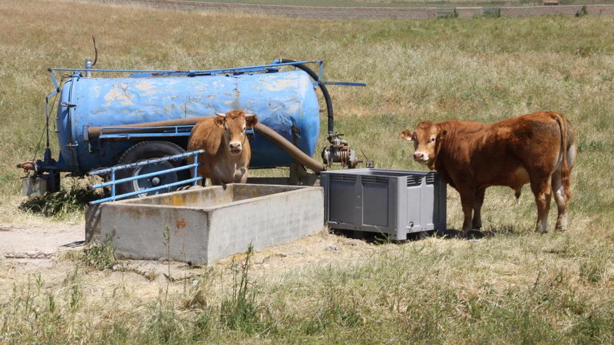 'Catastrófica' situación del campo: no hay pastos y ya se precisan cisternas