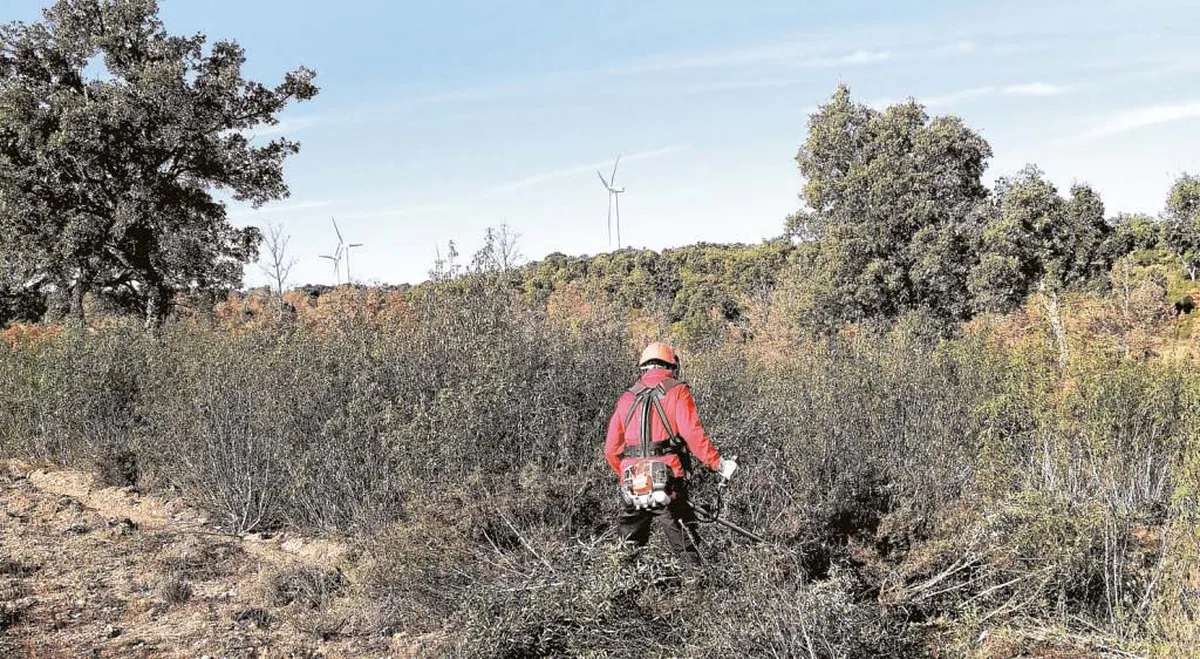 Los trabajos de aclareo de &aacute;rboles y desbroce mejorar&aacute;n el alcornocal de Valdelosa