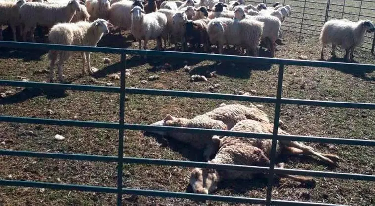 Habla el ganadero que acabó con el perro que mató a 25 de sus ovejas: “He matado al perro por defenderme y defender lo mío”