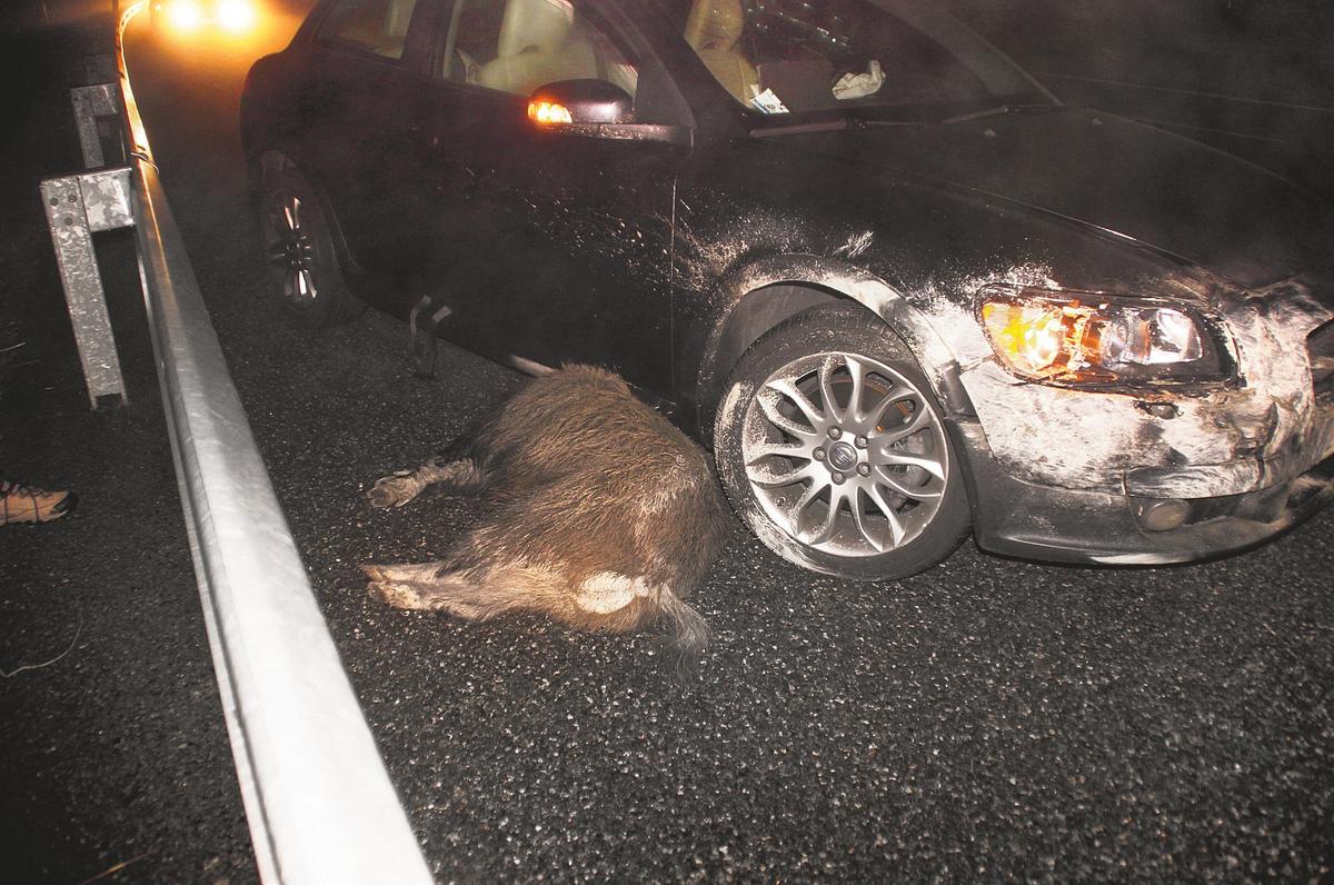 Un accidente provocado por un jabalí que yace en el suelo.