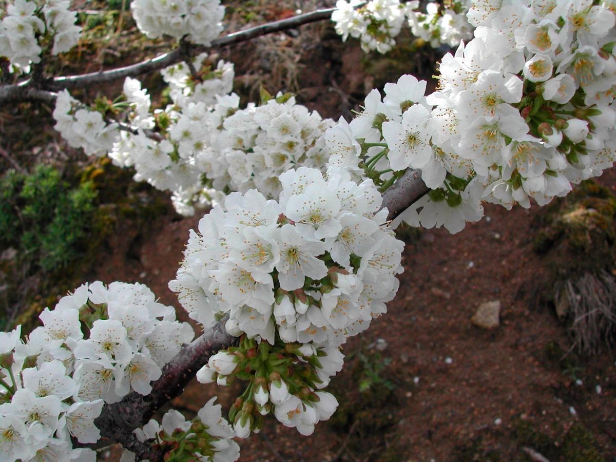 La floración de los cerezos en primavera