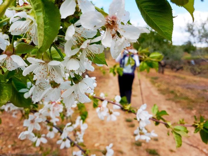 Cerezo en flor en Sotoserrano.