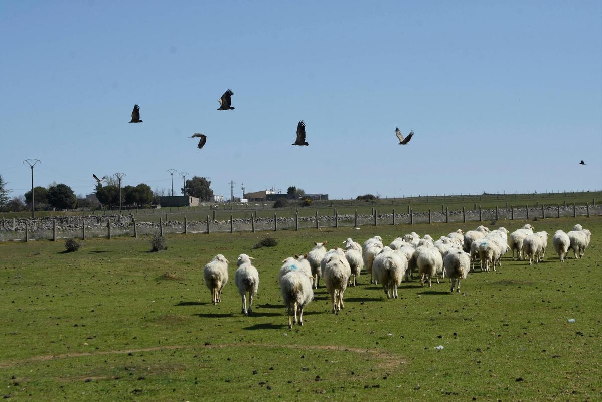 Buitres acechando a las ovejas.