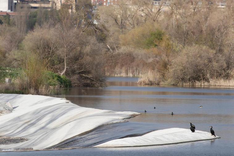 Plan para proteger la fauna del río Tormes a su paso por Salamanca